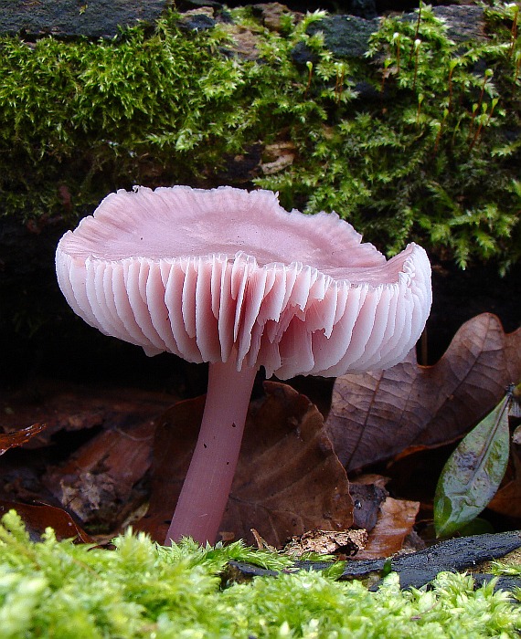 prilbička ružovkastá Mycena rosea Gramberg