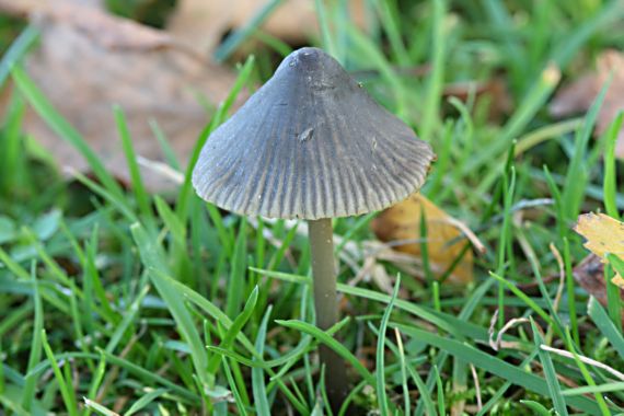 prilbička Mycena sp.