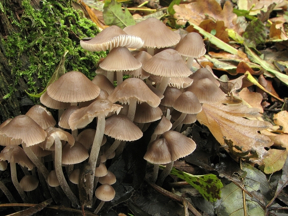 prilbička Mycena sp.