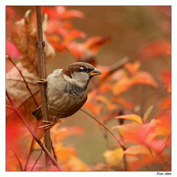 vrabec domácí Passer domesticus