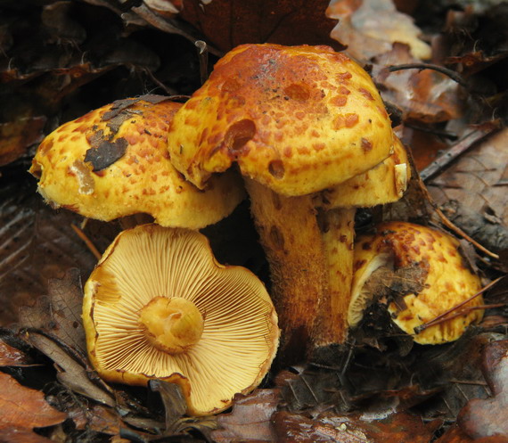 šupinovka slizká Pholiota adiposa (Batsch) P. Kumm.