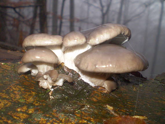 hliva ustricovitá Pleurotus ostreatus (Jacq.) P. Kumm.