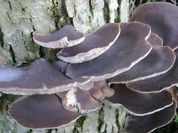 hliva ustricovitá Pleurotus ostreatus (Jacq.) P. Kumm.