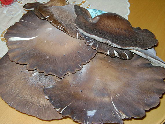 hliva ustricovitá Pleurotus ostreatus (Jacq.) P. Kumm.