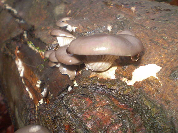 hliva ustricovitá Pleurotus ostreatus (Jacq.) P. Kumm.