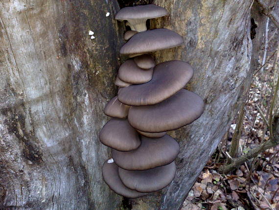 hliva ustricovitá Pleurotus ostreatus (Jacq.) P. Kumm.