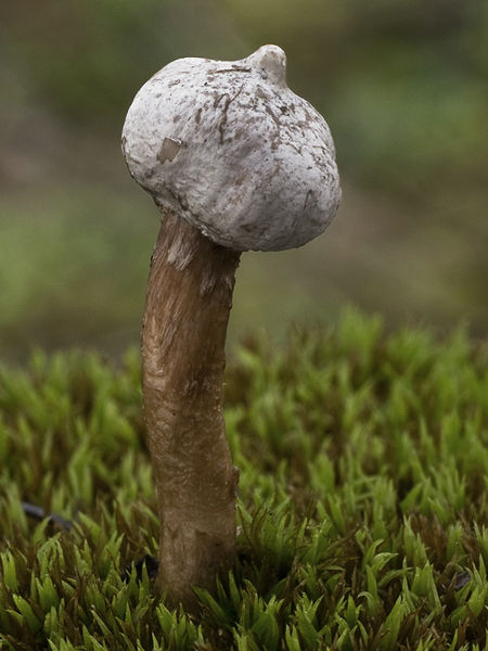 stopkovec zimný Tulostoma brumale Pers.