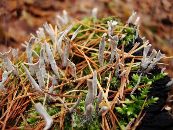 drevnatec parohatý Xylaria hypoxylon (L.) Grev.