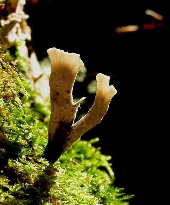 drevnatec parohatý Xylaria hypoxylon (L.) Grev.