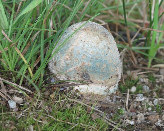 muchotrávka olivovohnedastá Amanita franchetii (Boud.) Fayod