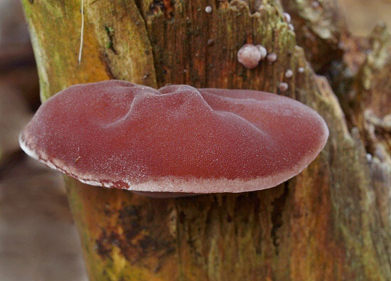 uchovec bazový Auricularia auricula-judae (Bull.) Quél.