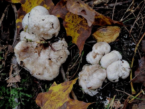 ? Entoloma abortivum?