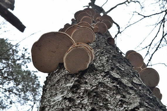 brezovník obyčajný Fomitopsis betulina (Bull.) B.K. Cui, M.L. Han & Y.C. Dai