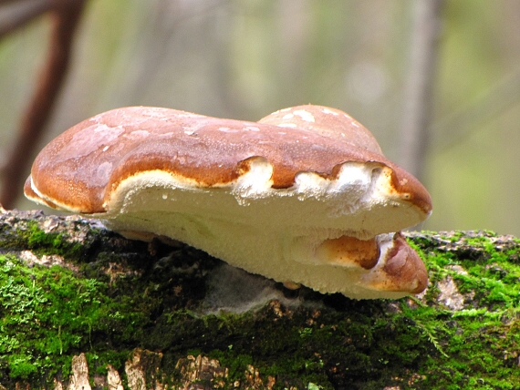 lesklokôrovka plochá-leskloporka ploská Ganoderma applanatum (Pers.) Pat.