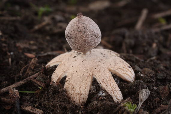 hviezdovka malá Geastrum minimum Schwein.