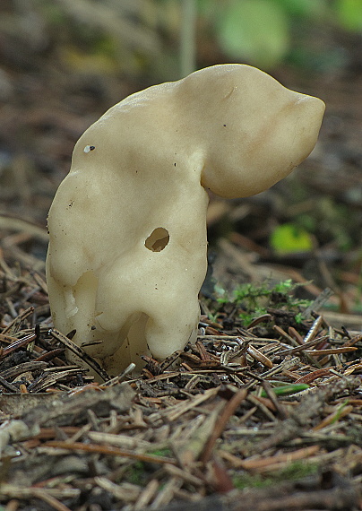 chriapač Helvella sp.