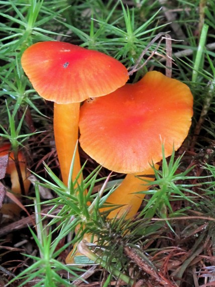 lúčnica Hygrocybe sp.