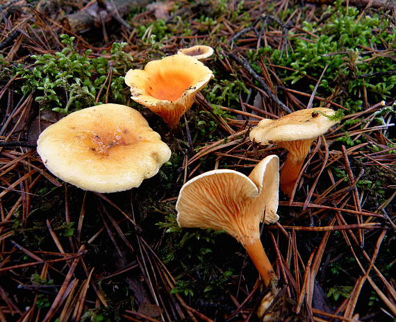 líška oranžová Hygrophoropsis aurantiaca (Wulfen) Maire