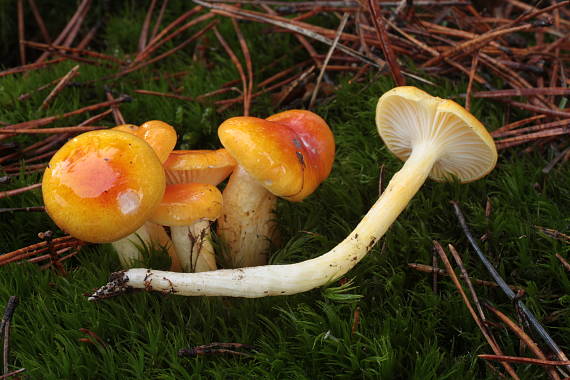 šťavnačka mrazová zlatá Hygrophorus hypothejus var. aureus (Arrh.) Imler