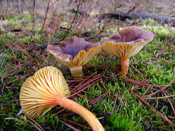 šťavnačka mrazová Hygrophorus hypothejus (Fr.) Fr.