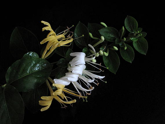 zemolez Lonicera japonica