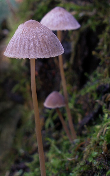 prilbička Mycena sp.