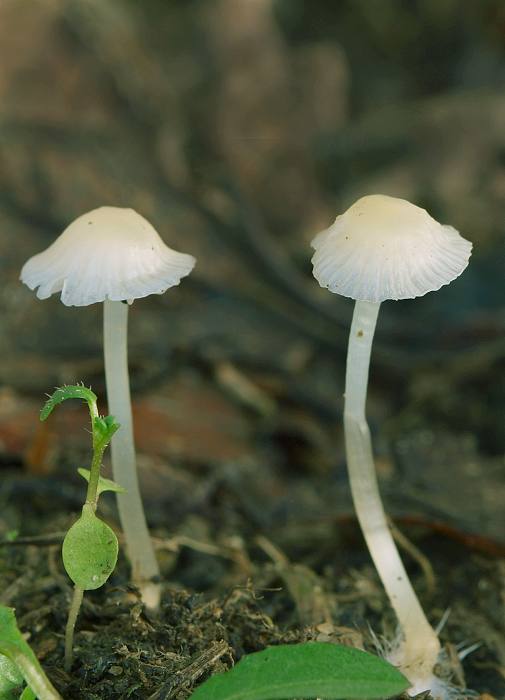 prilbička Mycena sp.