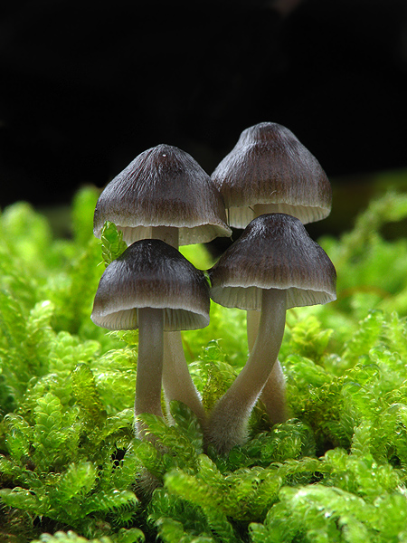 prilbička hnedosivá Mycena tintinnabulum (Paulet) Quél.