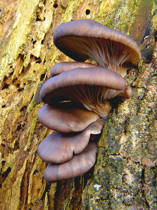 hliva ustricovitá Pleurotus ostreatus (Jacq.) P. Kumm.