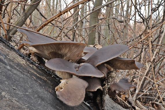 hliva ustricovitá Pleurotus ostreatus (Jacq.) P. Kumm.