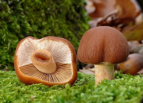 drobuľka Psathyrella sp.