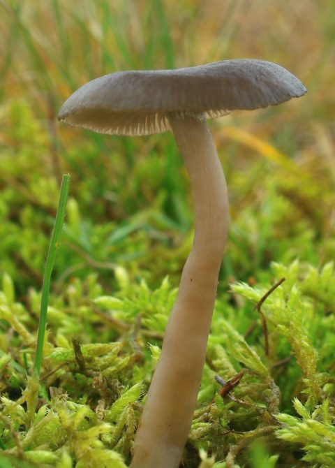 strmulica čiaškovitá Pseudoclitocybe cyathiformis (Bull.) Singer