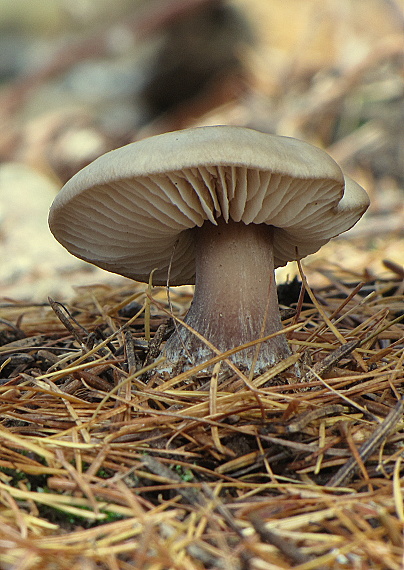 peniazovka maslová Rhodocollybia butyracea (Bull.) Lennox