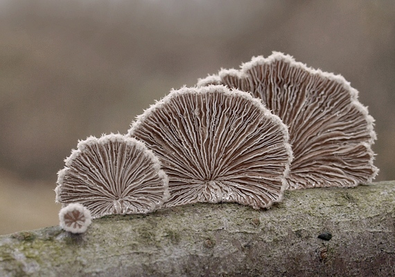 klanolupeňovka obyčajná Schizophyllum commune Fr.