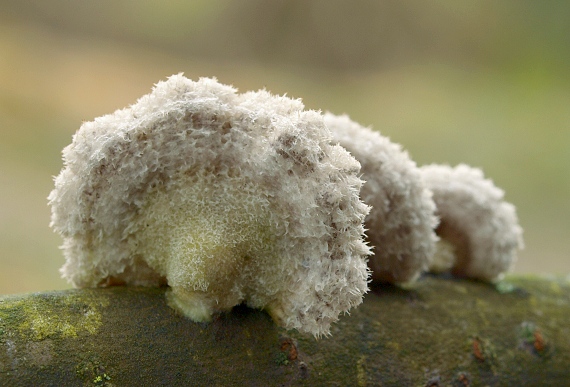 klanolupeňovka obyčajná Schizophyllum commune Fr.