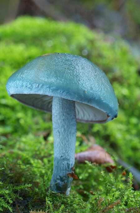 golierovka zelenomodrá Stropharia caerulea Kreisel