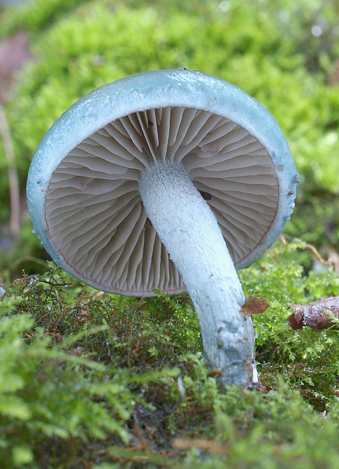 golierovka zelenomodrá Stropharia caerulea Kreisel