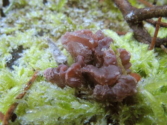 vrtidlovka Ascocoryne sp.