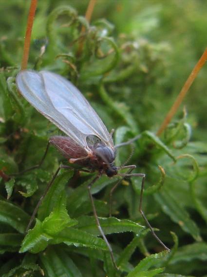 plodomora Asphondylia sp.