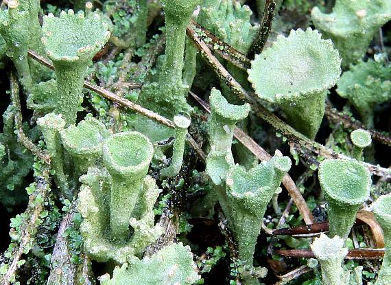 dutohlávka  Cladonia fimbriata ? (Fr.) Fr.