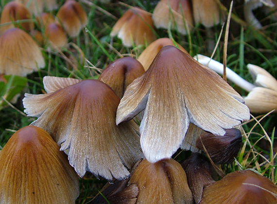 hnojník ligotavý (hnojník třpytivý) Coprinellus micaceus (Bull.) Vilgalys, Hopple & Jacq. Johnson