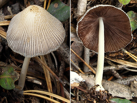 hnojník Coprinus sp.