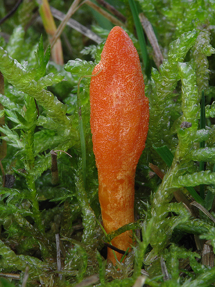 žezlovka hmyzová Cordyceps militaris (Fr.) Link