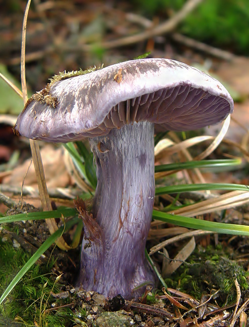 pavučinovec Cortinarius sp.