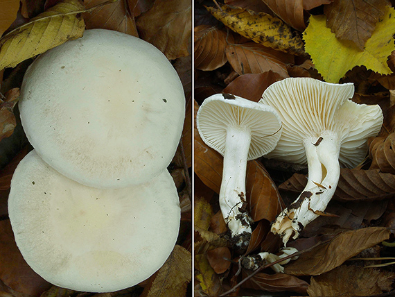 šťavnačka slonovinová Hygrophorus eburneus (Bull.) Fr.