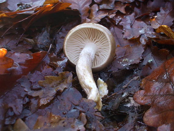 šťavnačka Persoonova Hygrophorus persoonii Arnolds