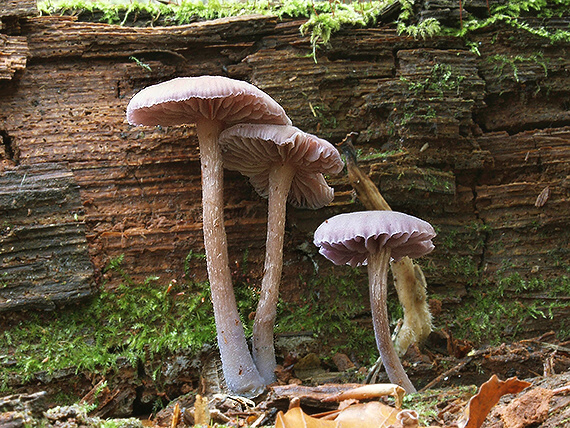 lakovka ametystová Laccaria amethystina (Huds.) Cooke