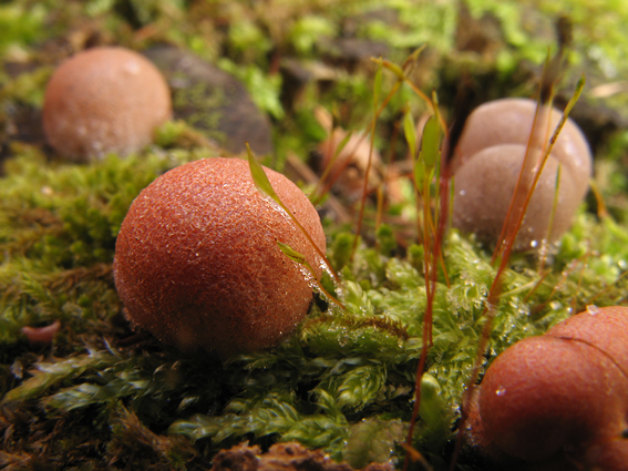 vlčinka červená Lycogala epidendrum (J.C. Buxb. ex L.) Fr.