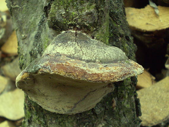 ohňovec slivkový Phellinus pomaceus (Pers.) Maire