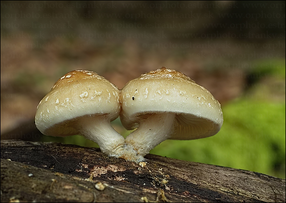 šupinovka hlinovookrová Pholiota lenta (Pers.) Singer